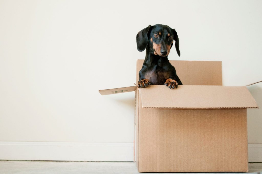 dog, box