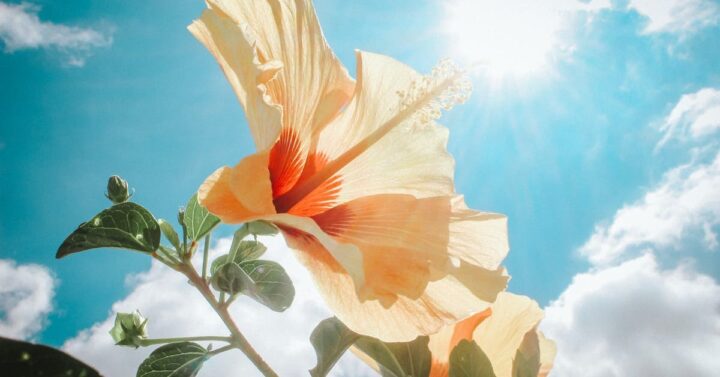 Light orange hibiscus with dark orange center against a backdrop of blue sky and a shining sun