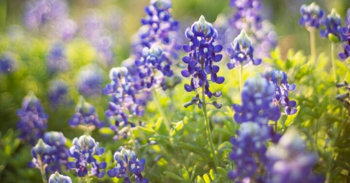 blue bell flowers