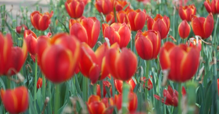 red tulips