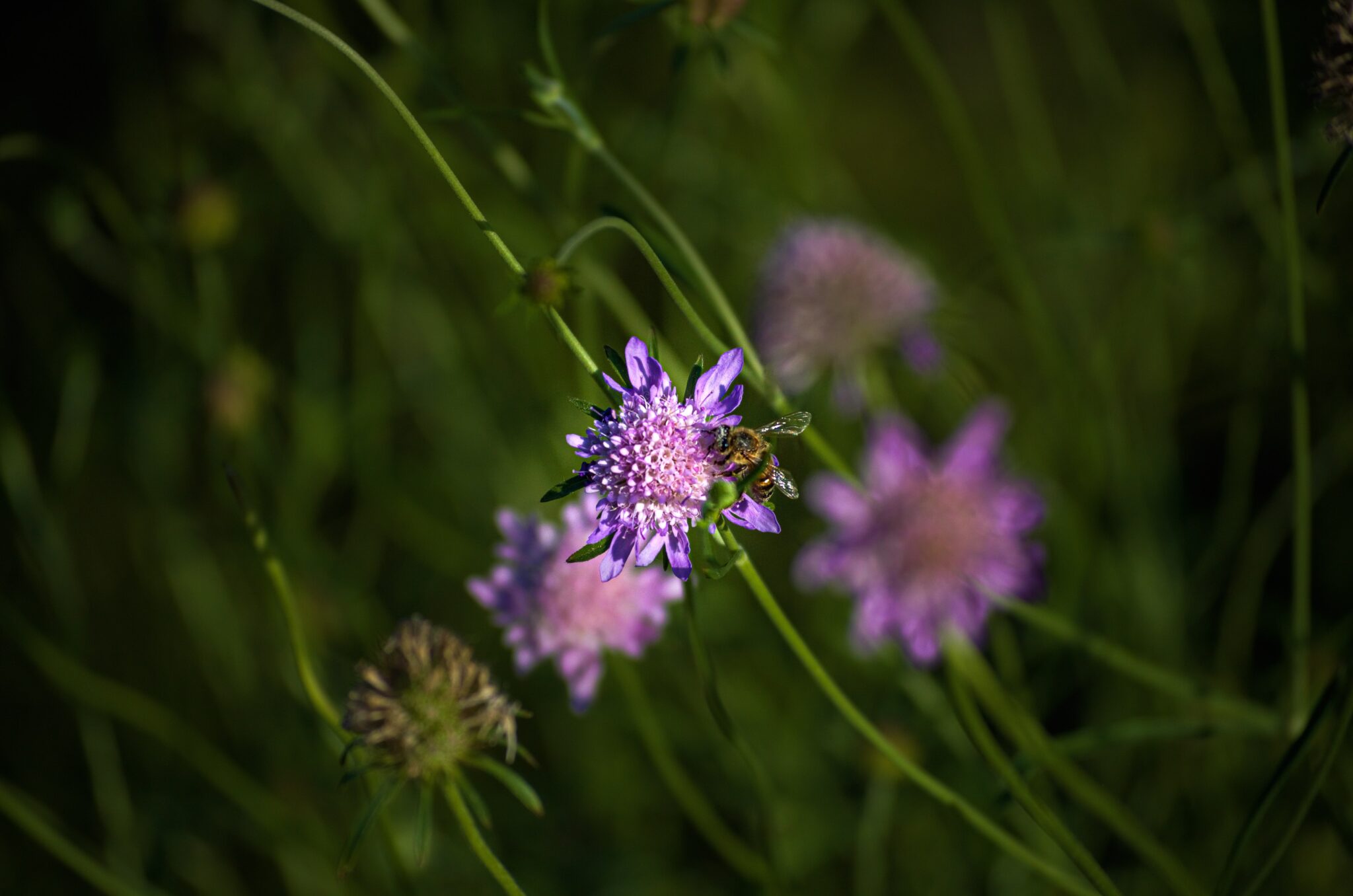 plano flowers