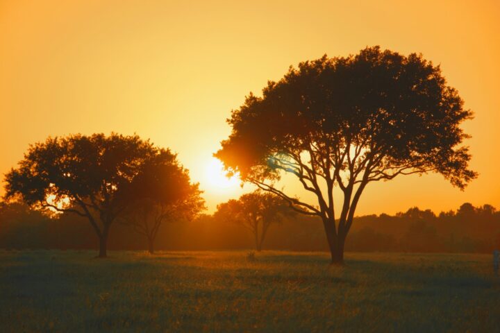 Two big trees outside at sunset