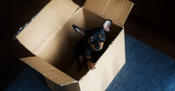 Dog in a moving box