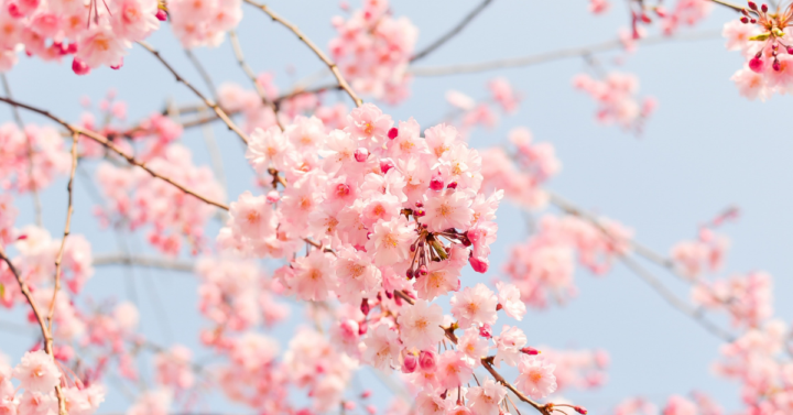 photo of a tree blossoming