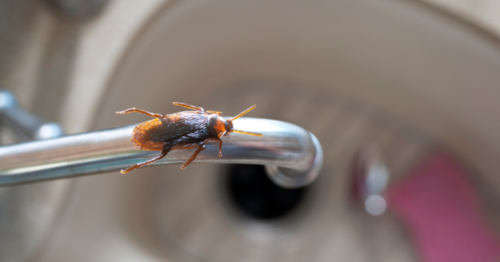 cockroach in a sink