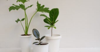 Image of plants