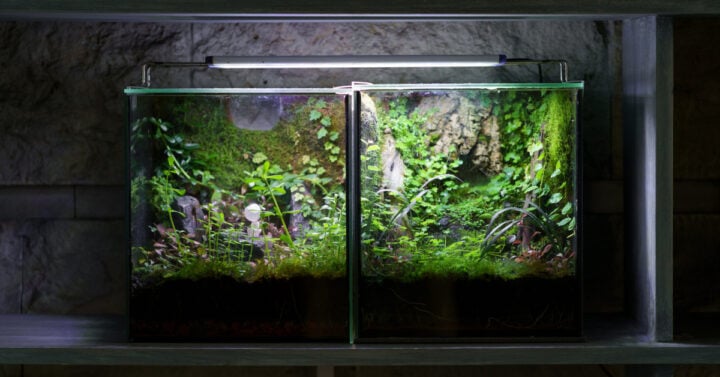 How to Move an Aquarium
