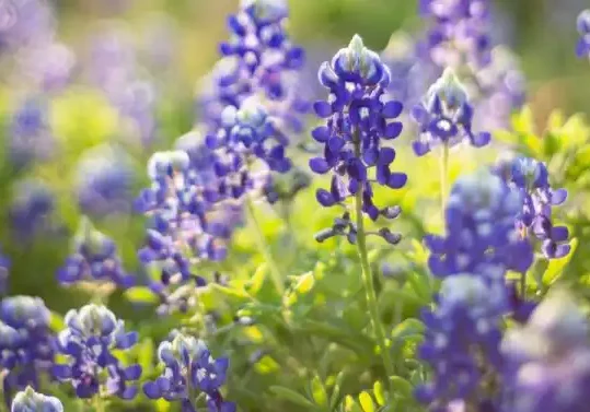 blue bell flowers