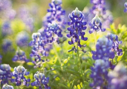 blue bell flowers