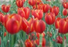 red tulips