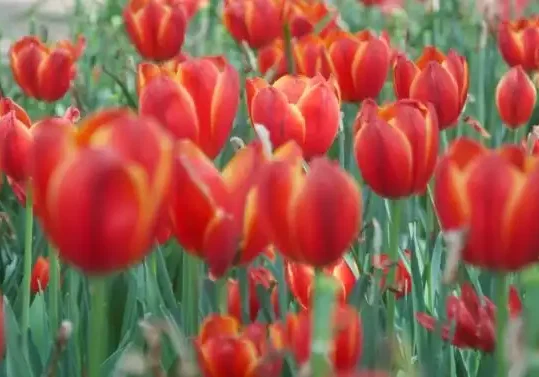 red tulips