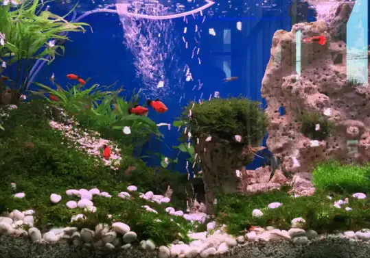 Fish Tank Moving