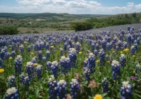 Beautiful Texas bluebonnets in full bloom, showcasing the local scenery for families moving to the area with Firehouse Movers.